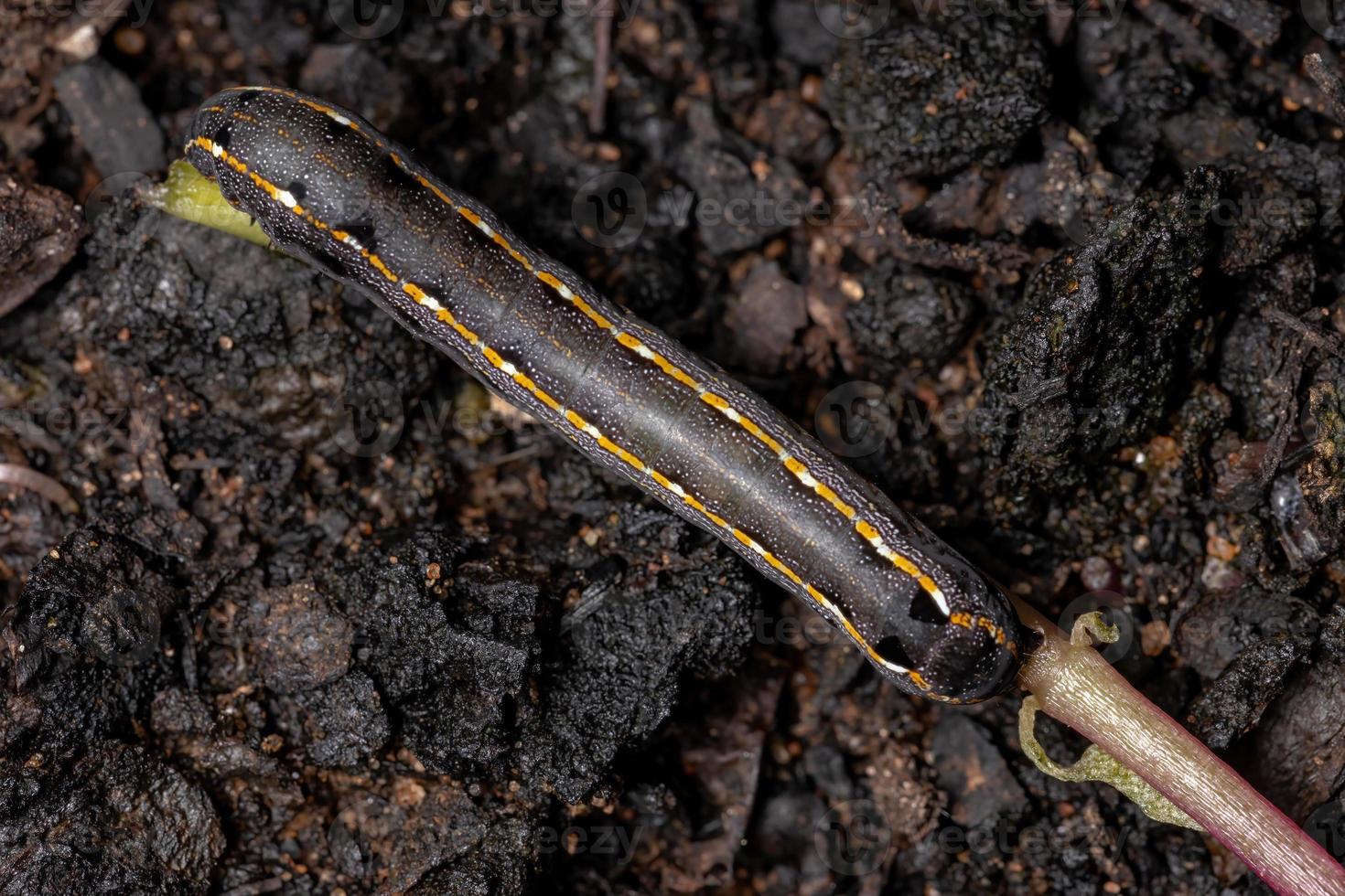 Caterpillar in the ground photo