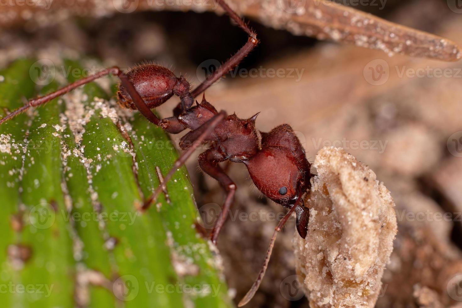 Adult Leaf cutter Ant photo