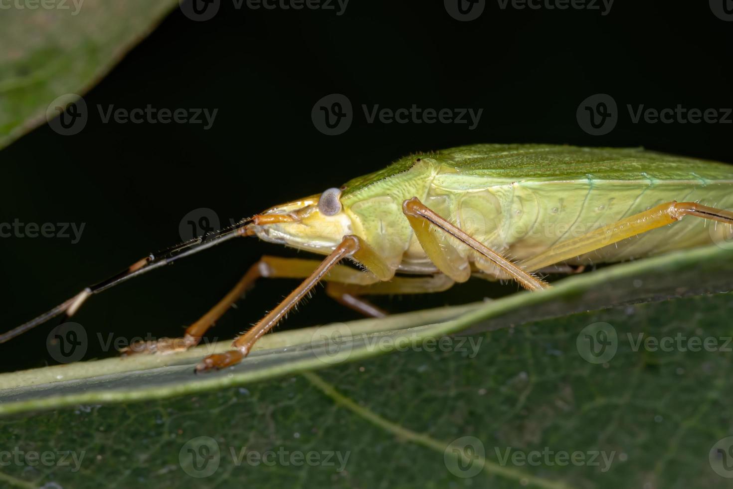 Green Stink bug photo