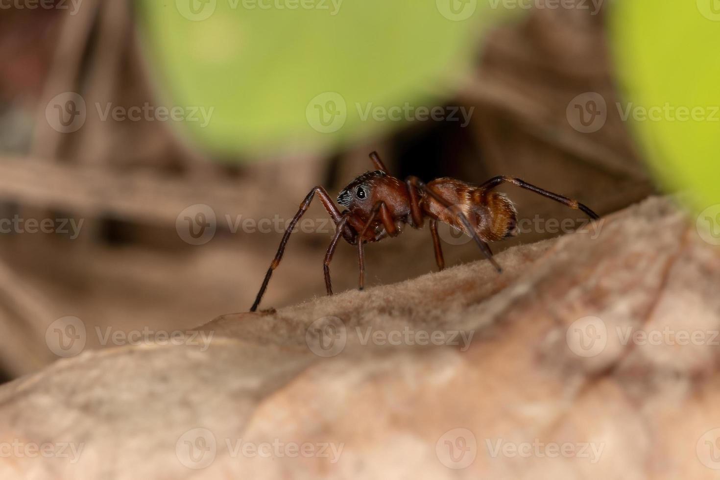 hormiga imitar araña saltarina foto