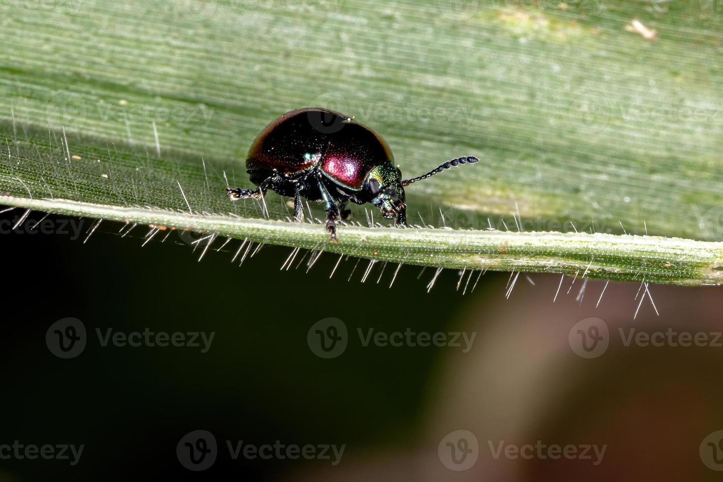 escarabajo adulto foto