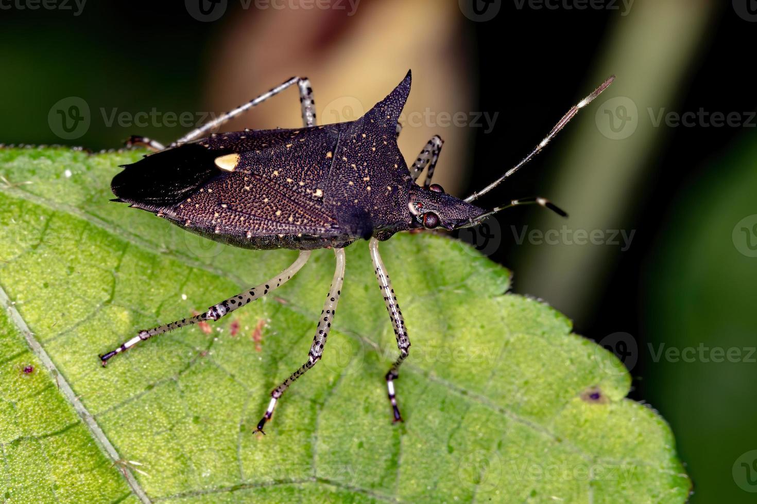 Adult Stink Bug photo