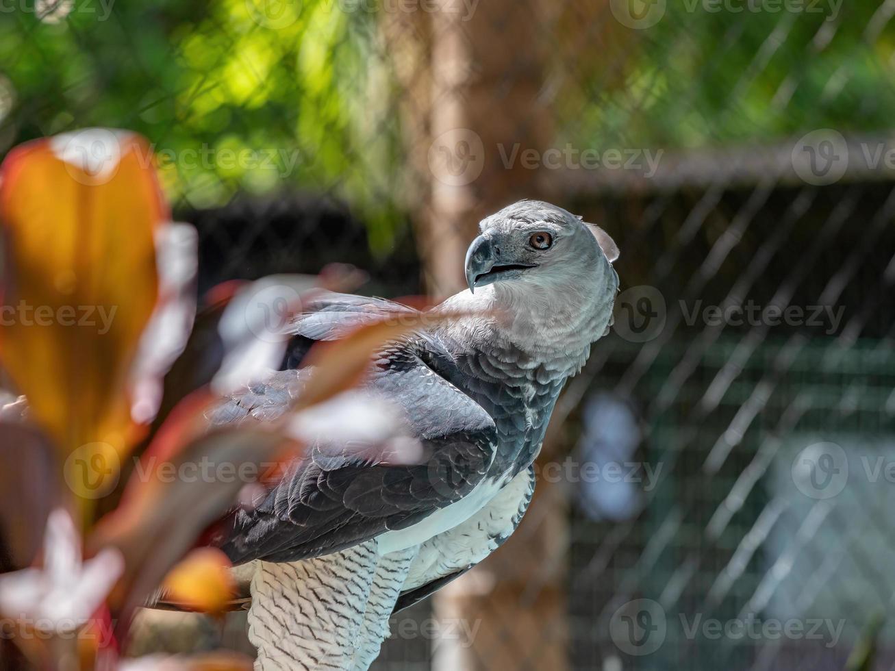 Harpy Eagle animal photo