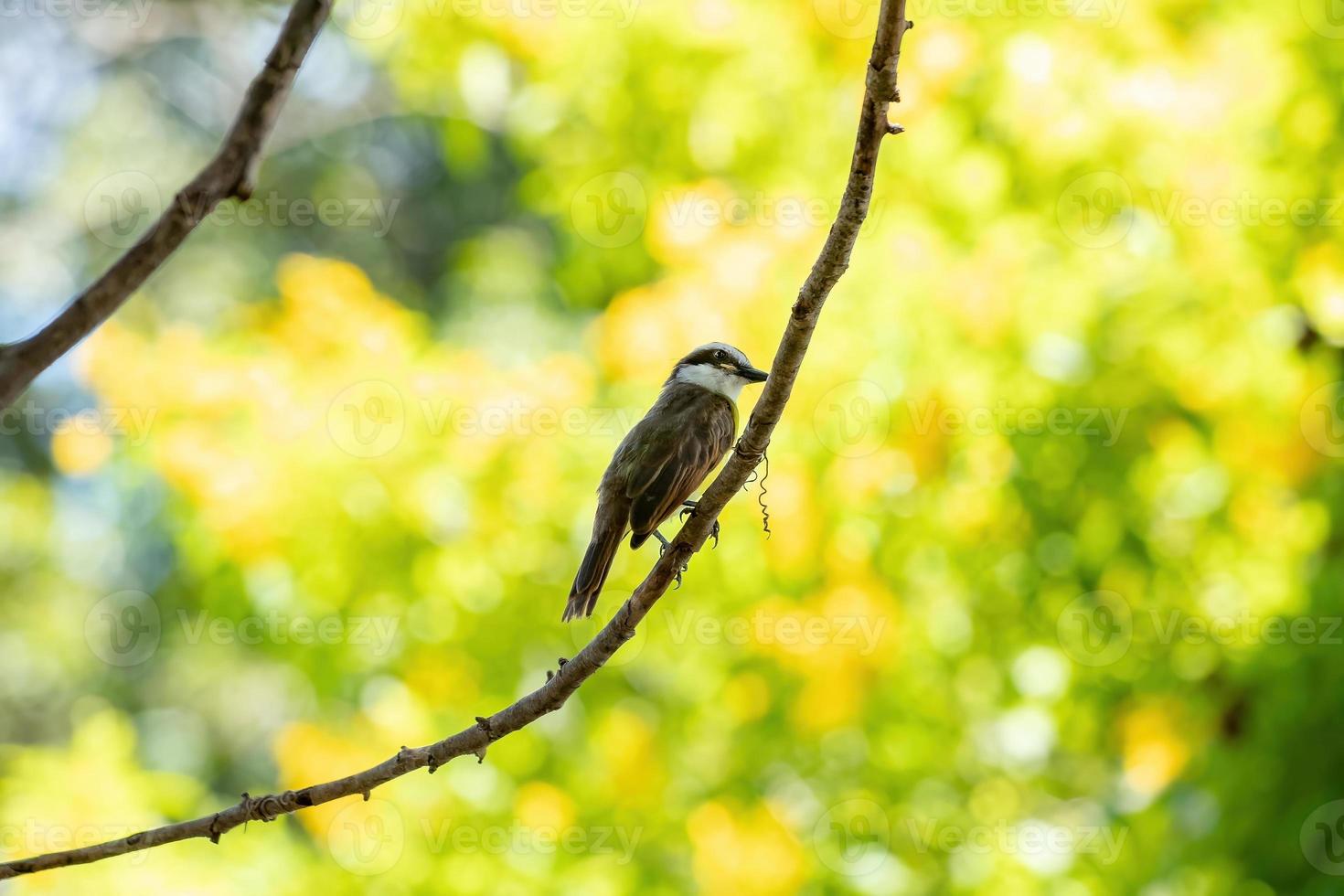 gran kiskadee de cerca foto