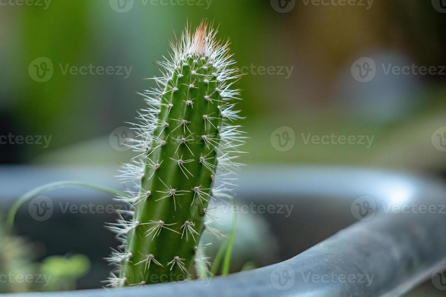 cactus lleno de espinas foto