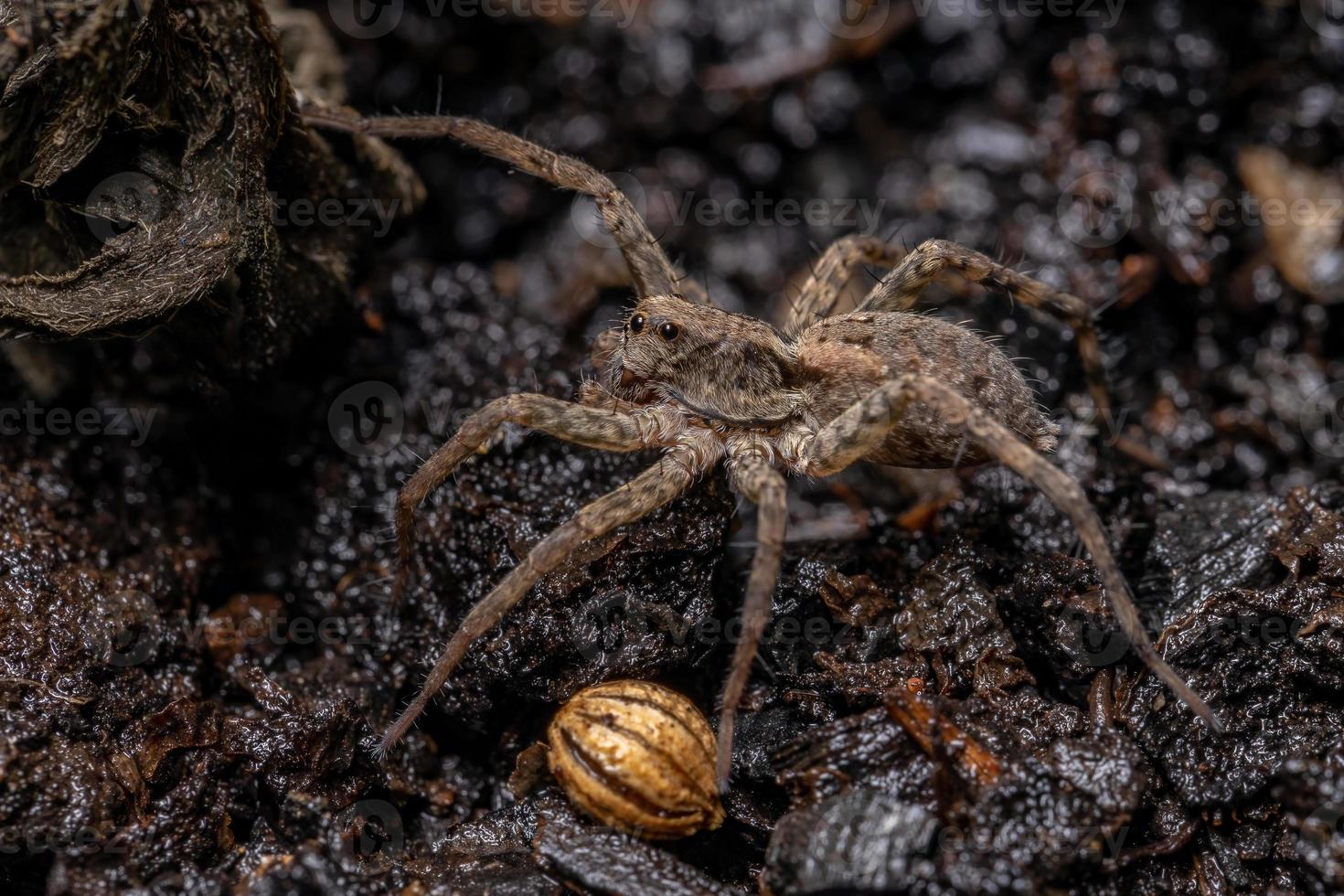 araña lobo adulto foto