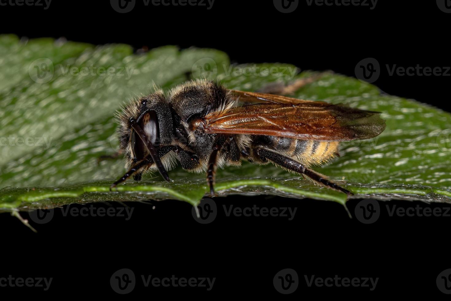 Adult Black Bee photo