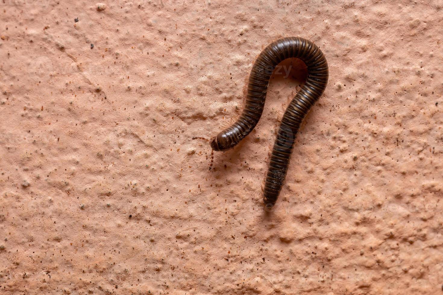Parajulid Millipede with selective focus photo
