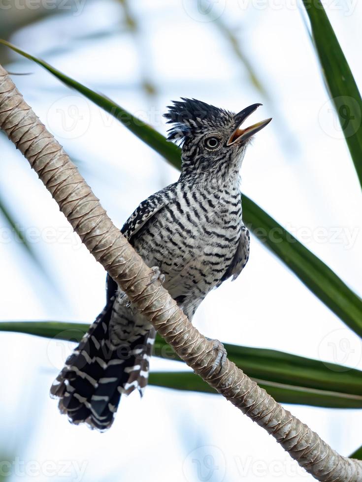 Brazilian Male Barred Antshrike photo