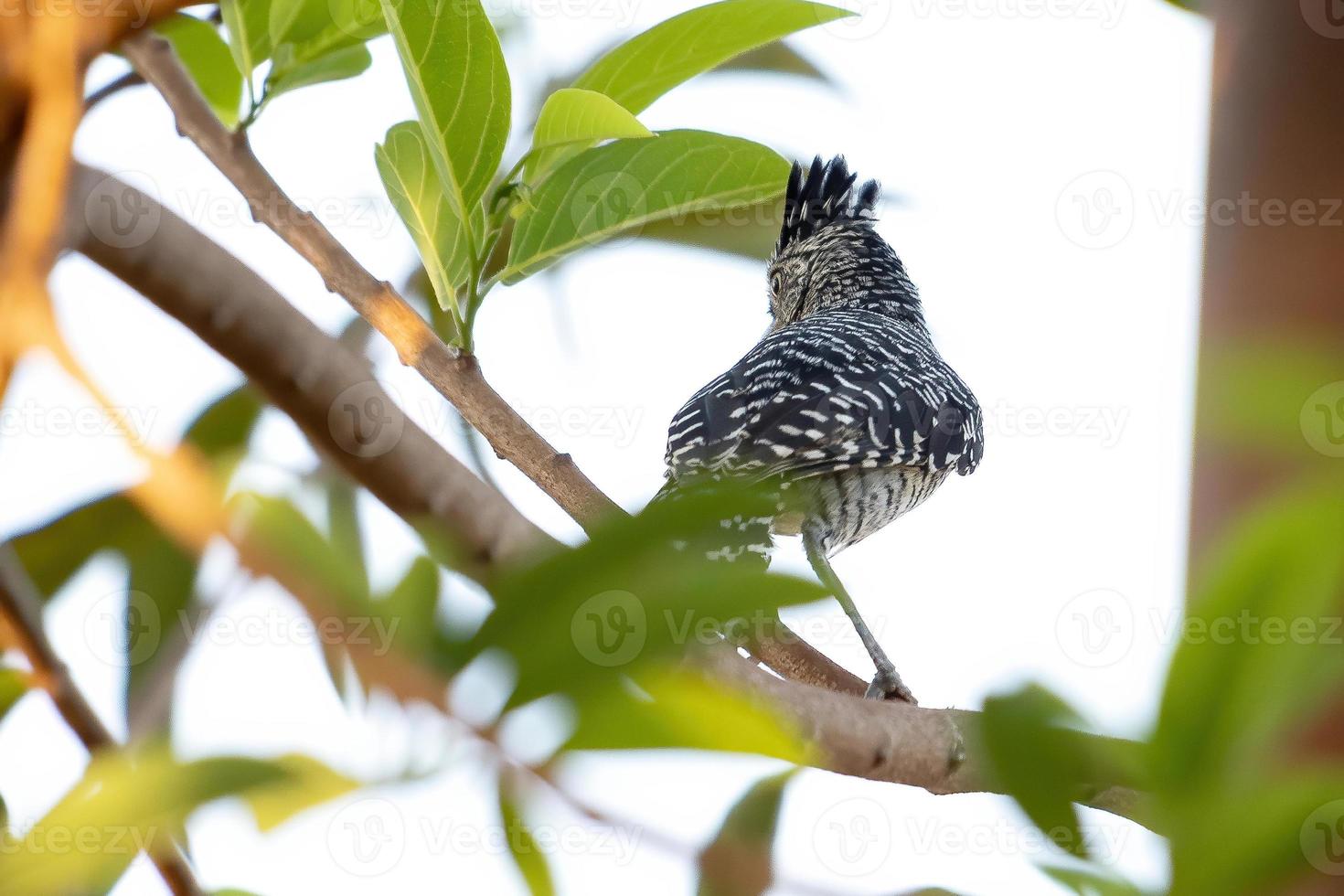 Brazilian Male Barred Antshrike photo