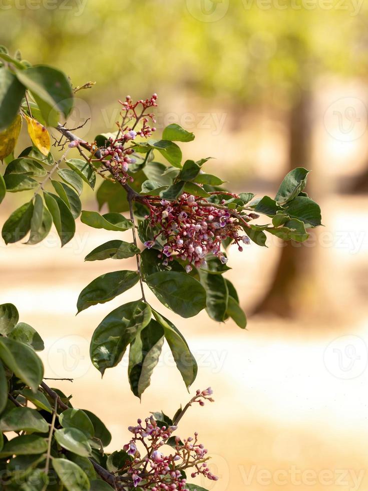 Starfruit tree flower photo