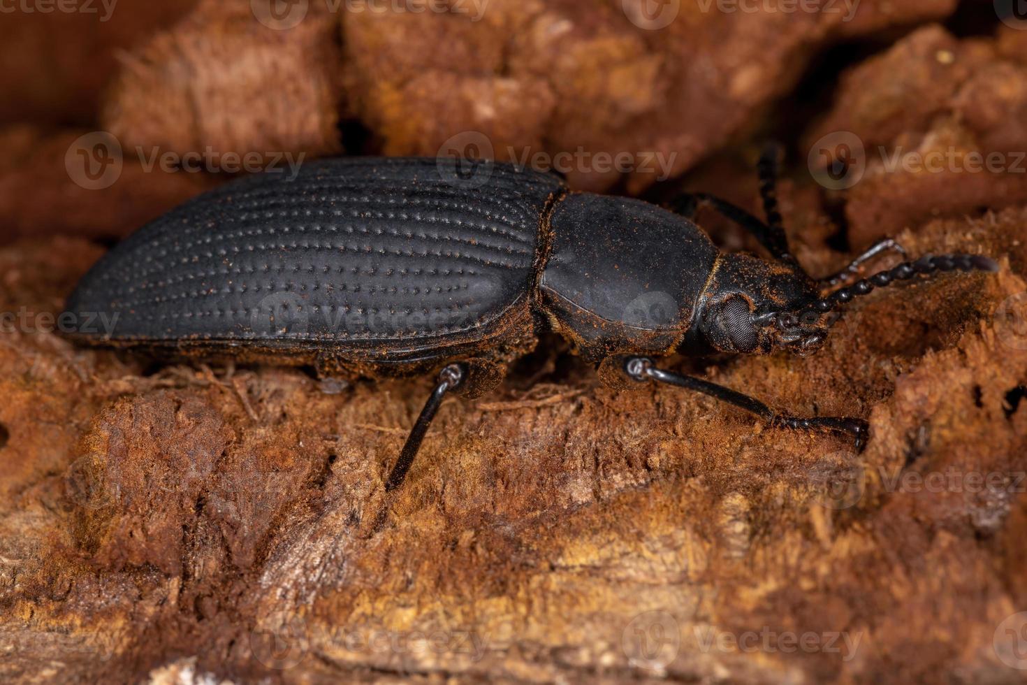 Adult Darkling Beetle photo