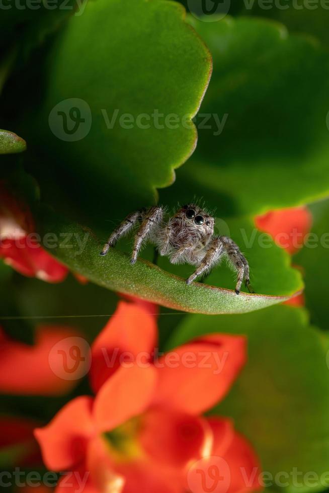 Araña saltadora adulta sobre una planta katy en llamas foto