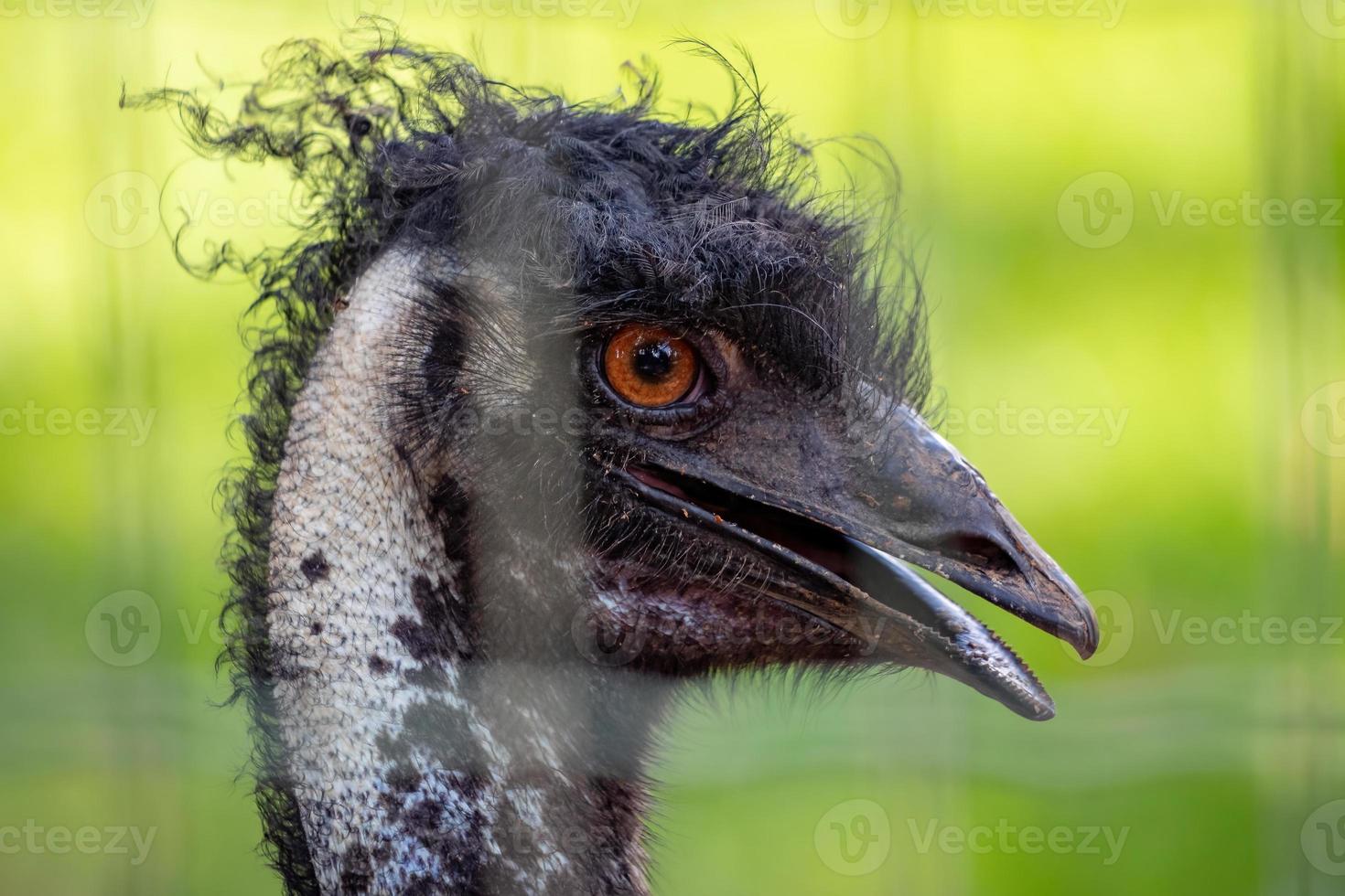 emu el segundo pájaro vivo más grande foto