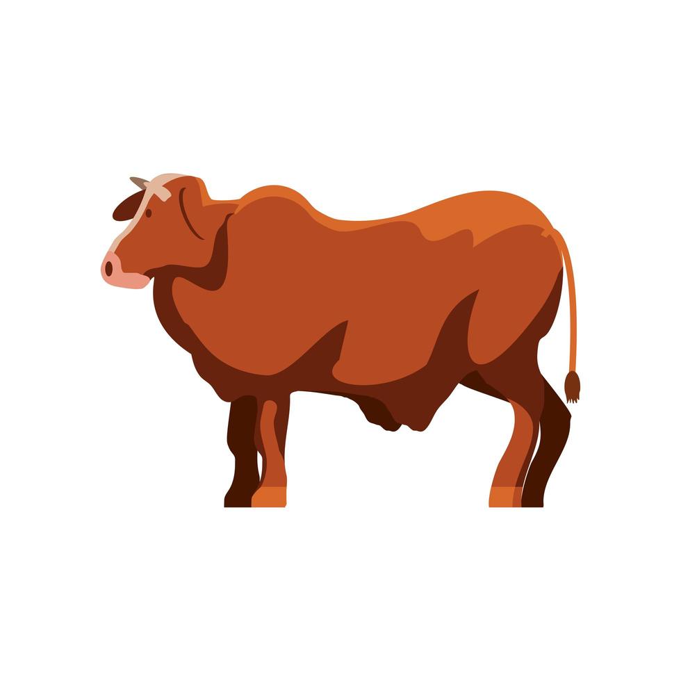 bull livestock animal vector