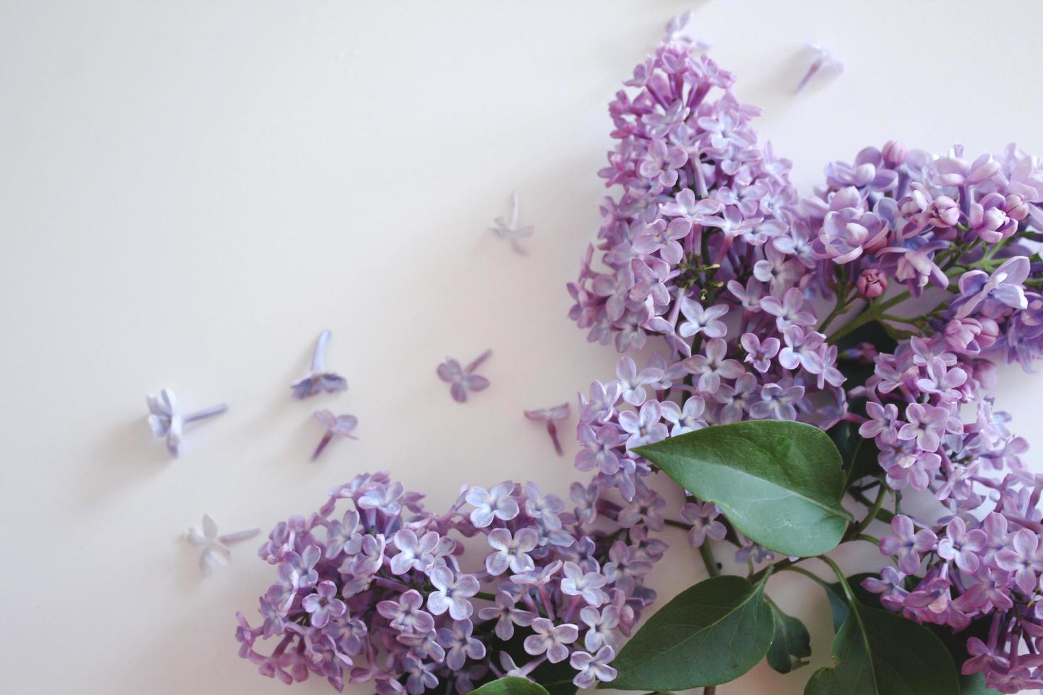 Top view of pink branches of blooming lilacs photo