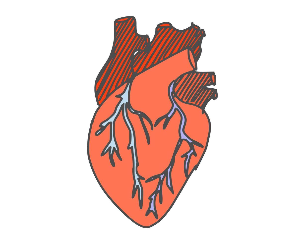 human heart simple drawing. vector stock doodle