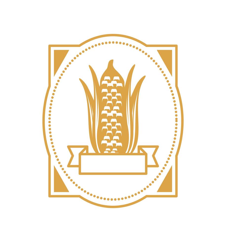 corn fresh produce vector