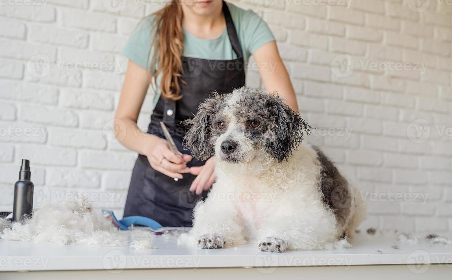 smiling woman grooming bichon frise dog in salon photo