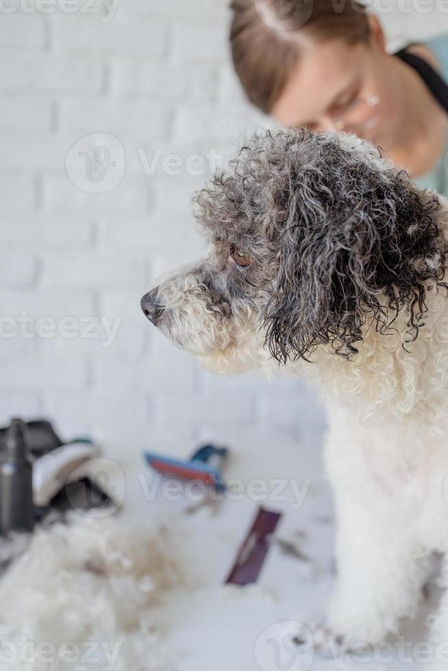 smiling woman grooming bichon frise dog in salon photo