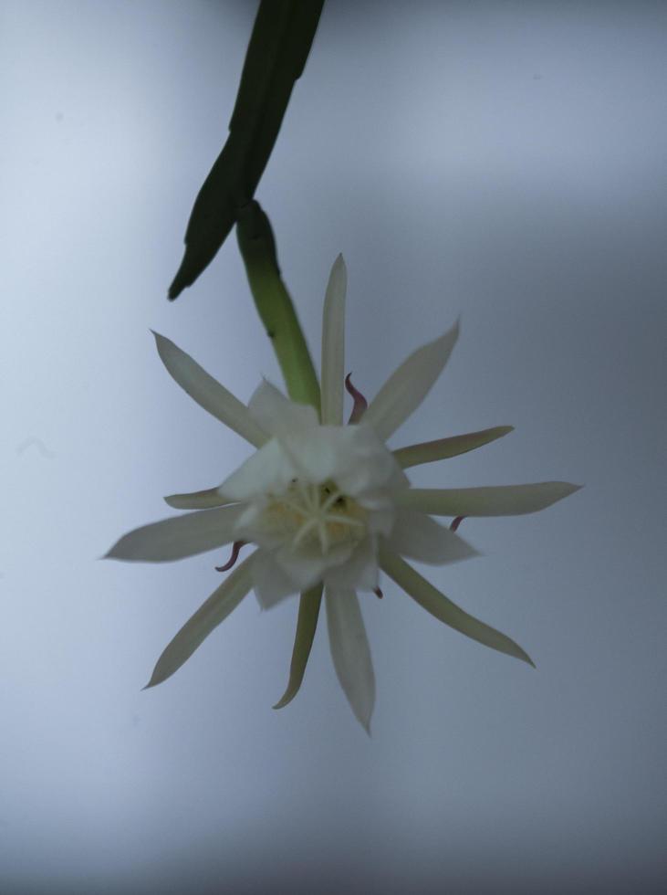 Fishbone cactus flower photo