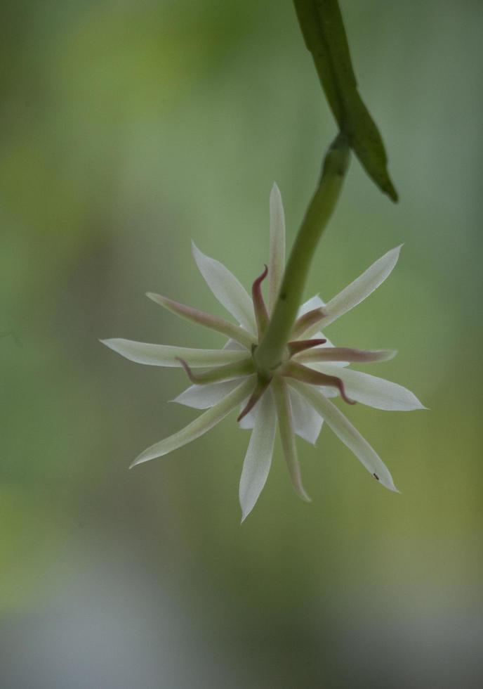 Fishbone cactus flower photo