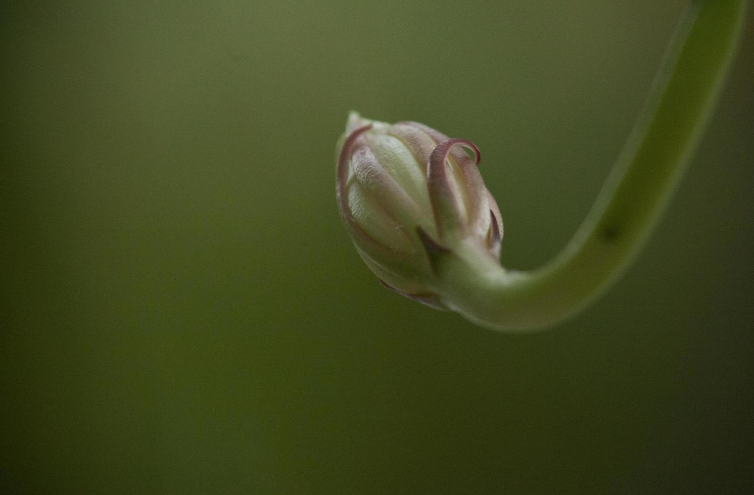 Fishbone cactus flower photo