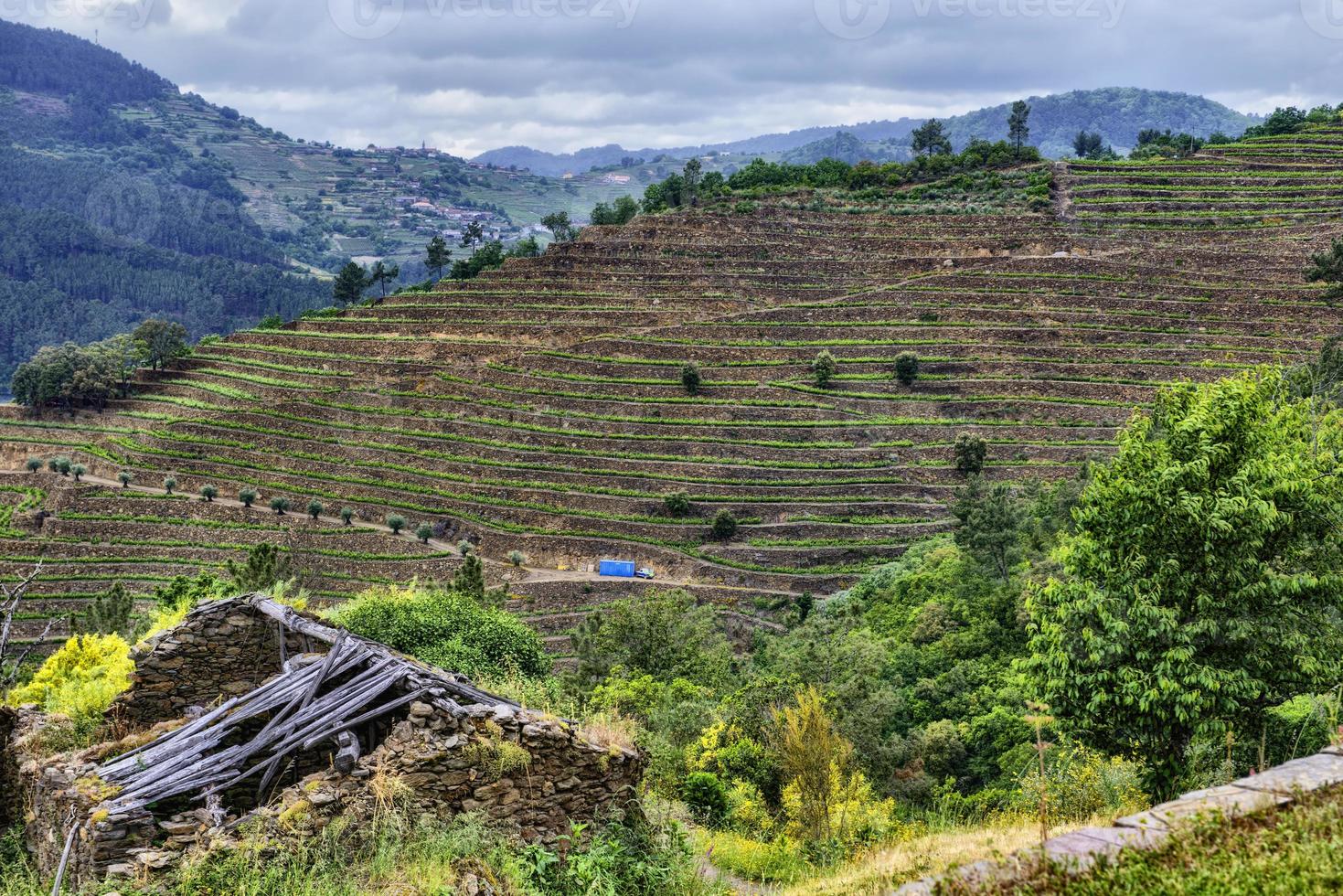 Landscape of terraced vineyards on the Minho river in Ribeira Sacra, Galicia, Spain photo