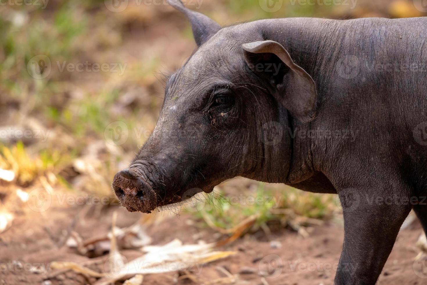 cría de cerdo negro foto