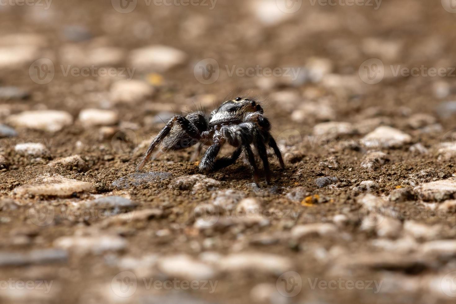 Jumping spider on a concrete surface photo