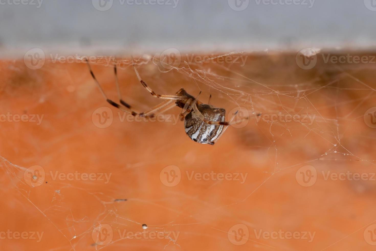 Small Brown Widow photo