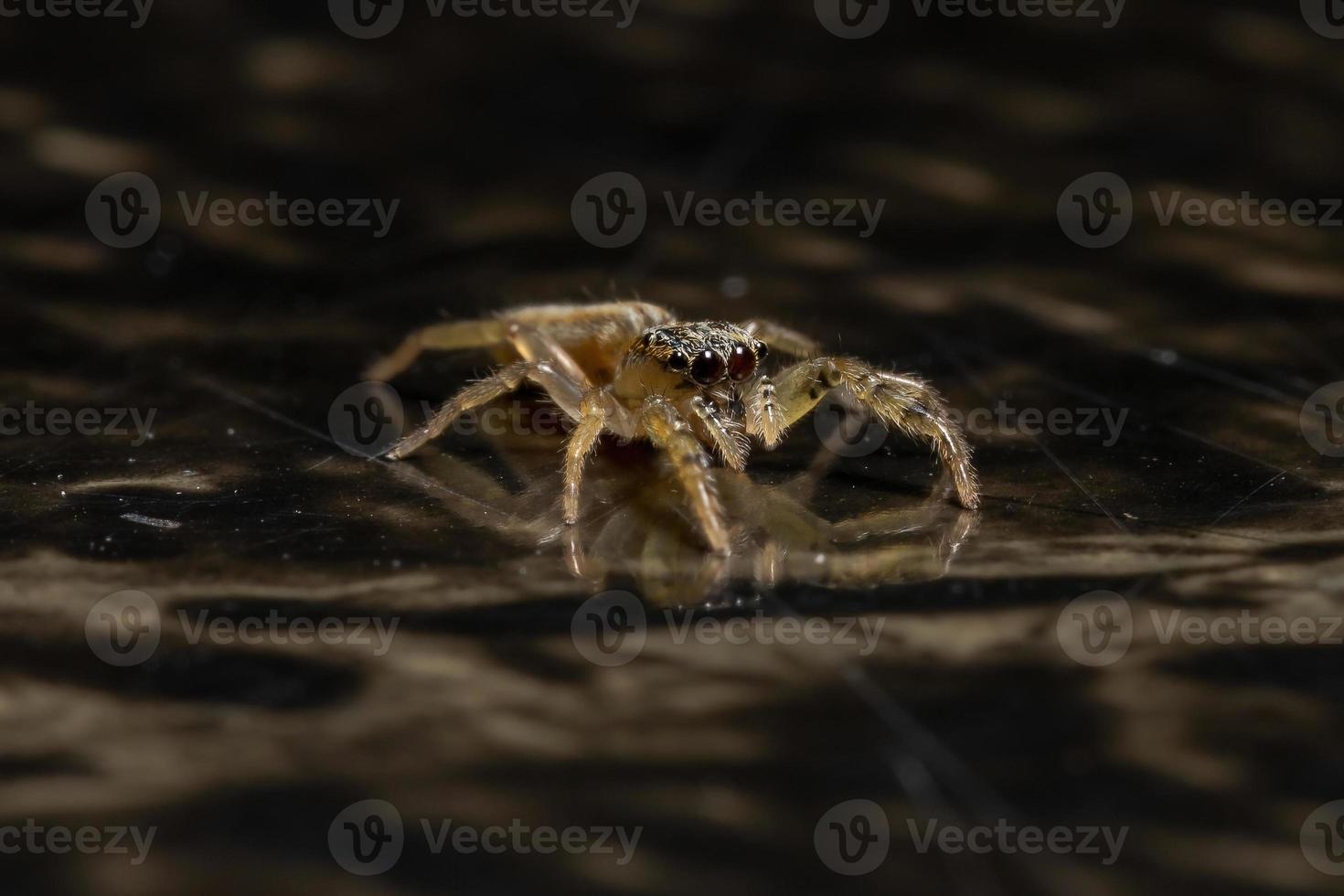 Small Jumping spider photo