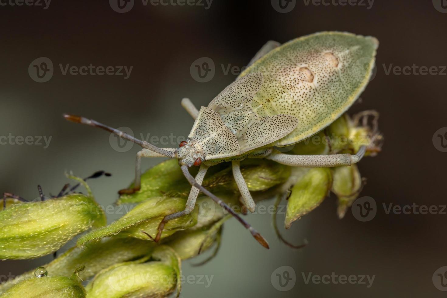 Leaf-footed Bug Nymph photo