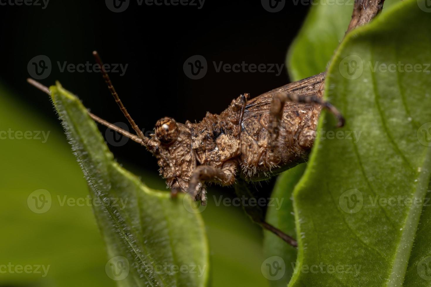 saltamontes de cuernos cortos foto