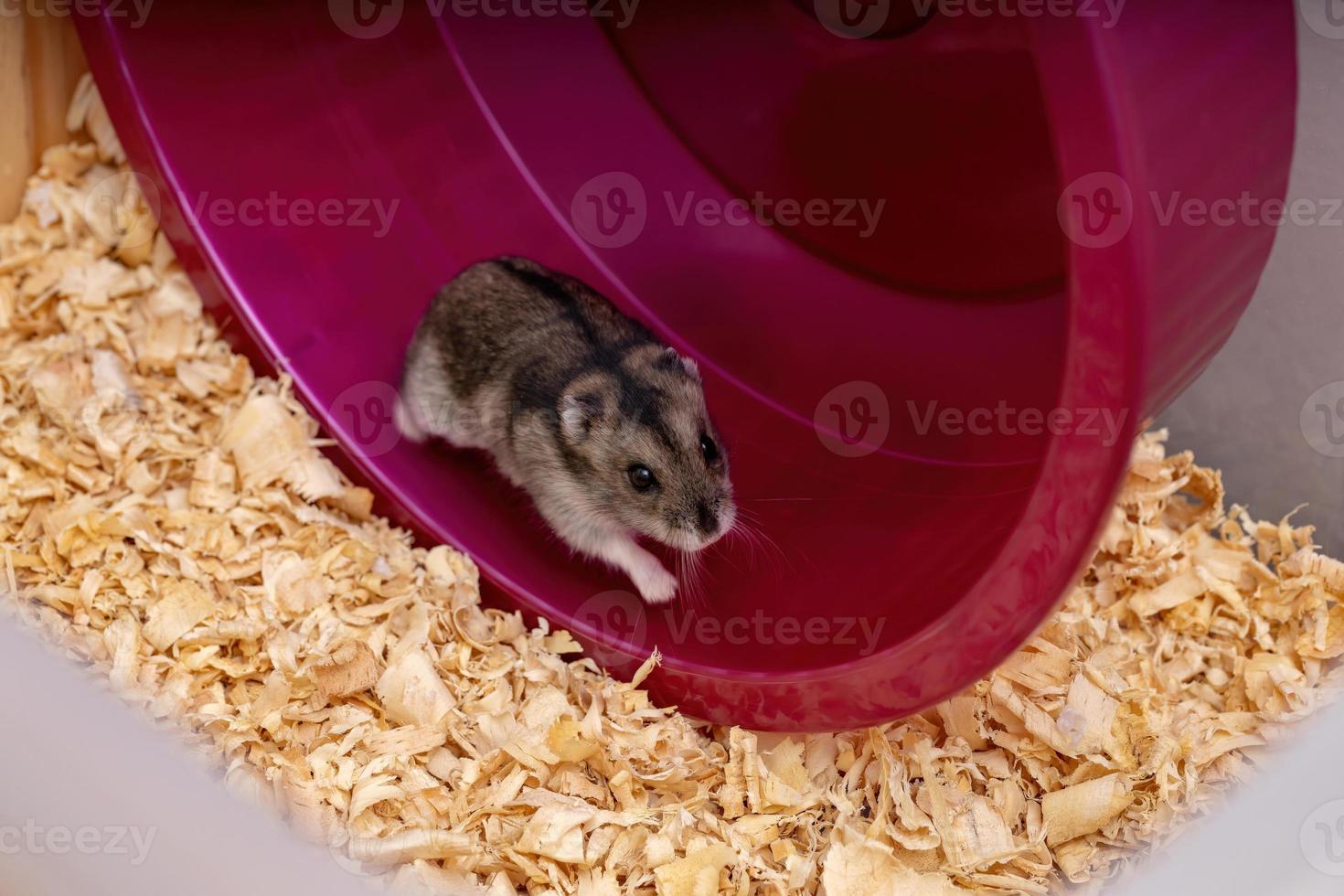 Campbell's dwarf hamster photo