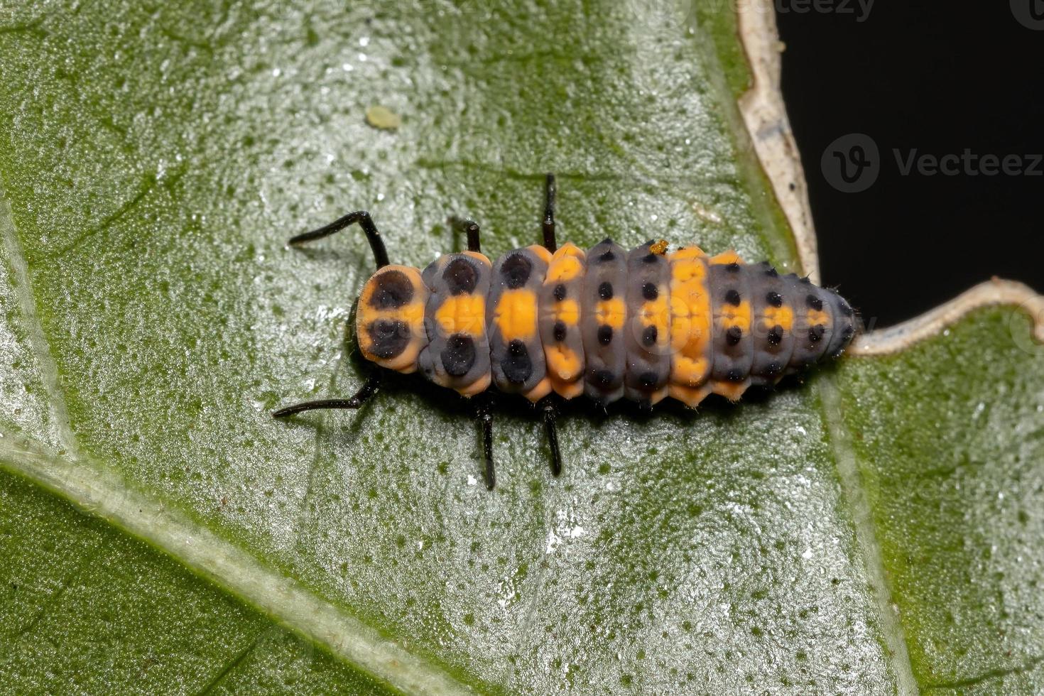 larvas de escarabajo impecables foto