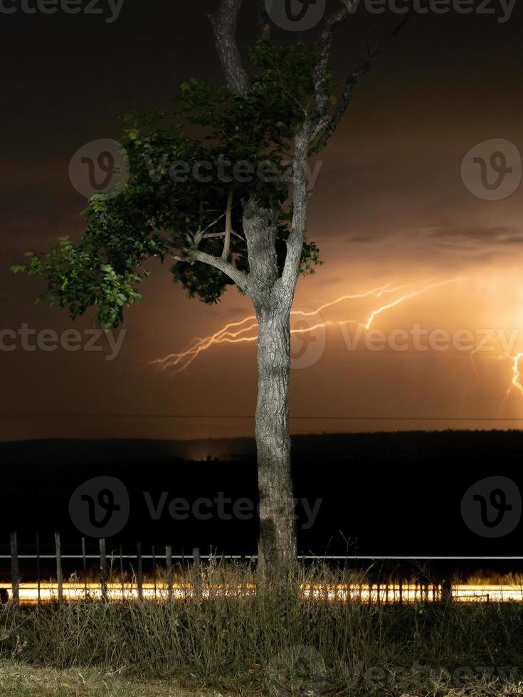 Long exposure of a tree photo