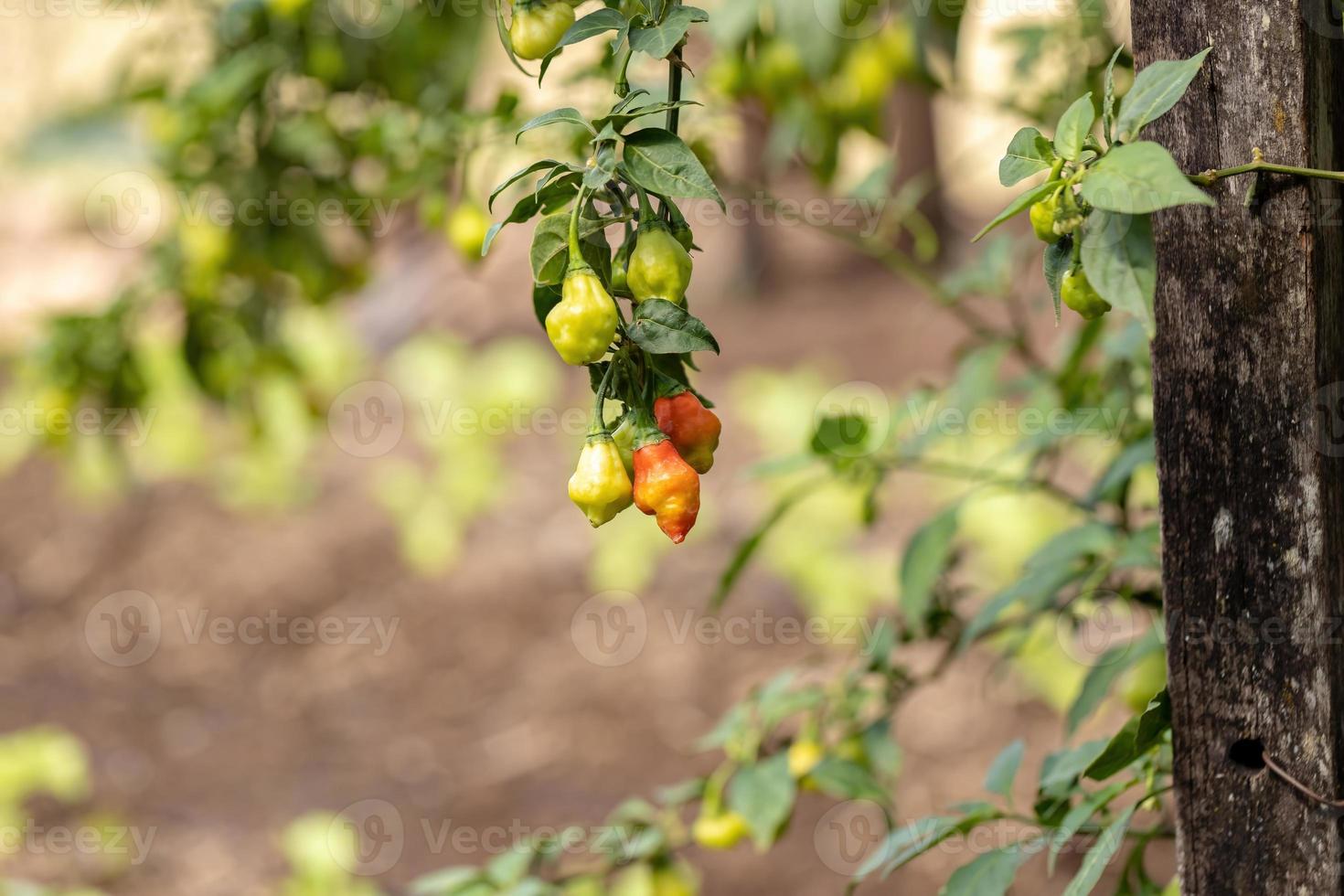 plantas de pimiento con frutas foto