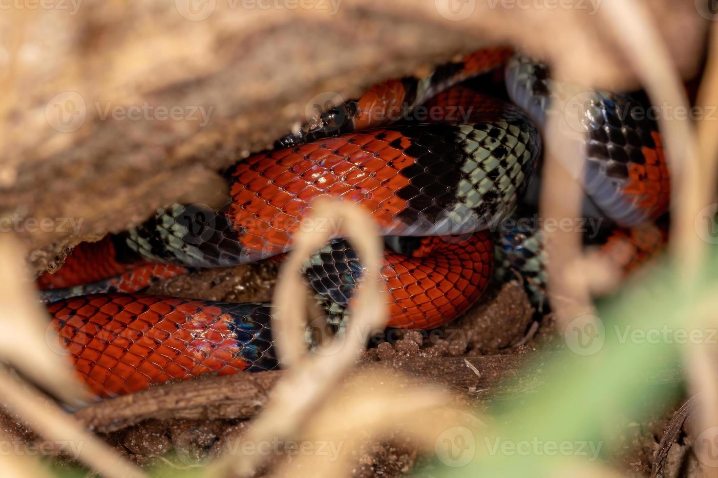 false coral snake photo