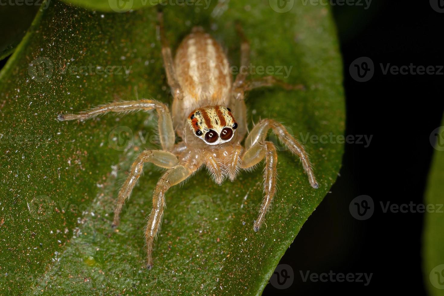 Adult Female Jumping Spider photo