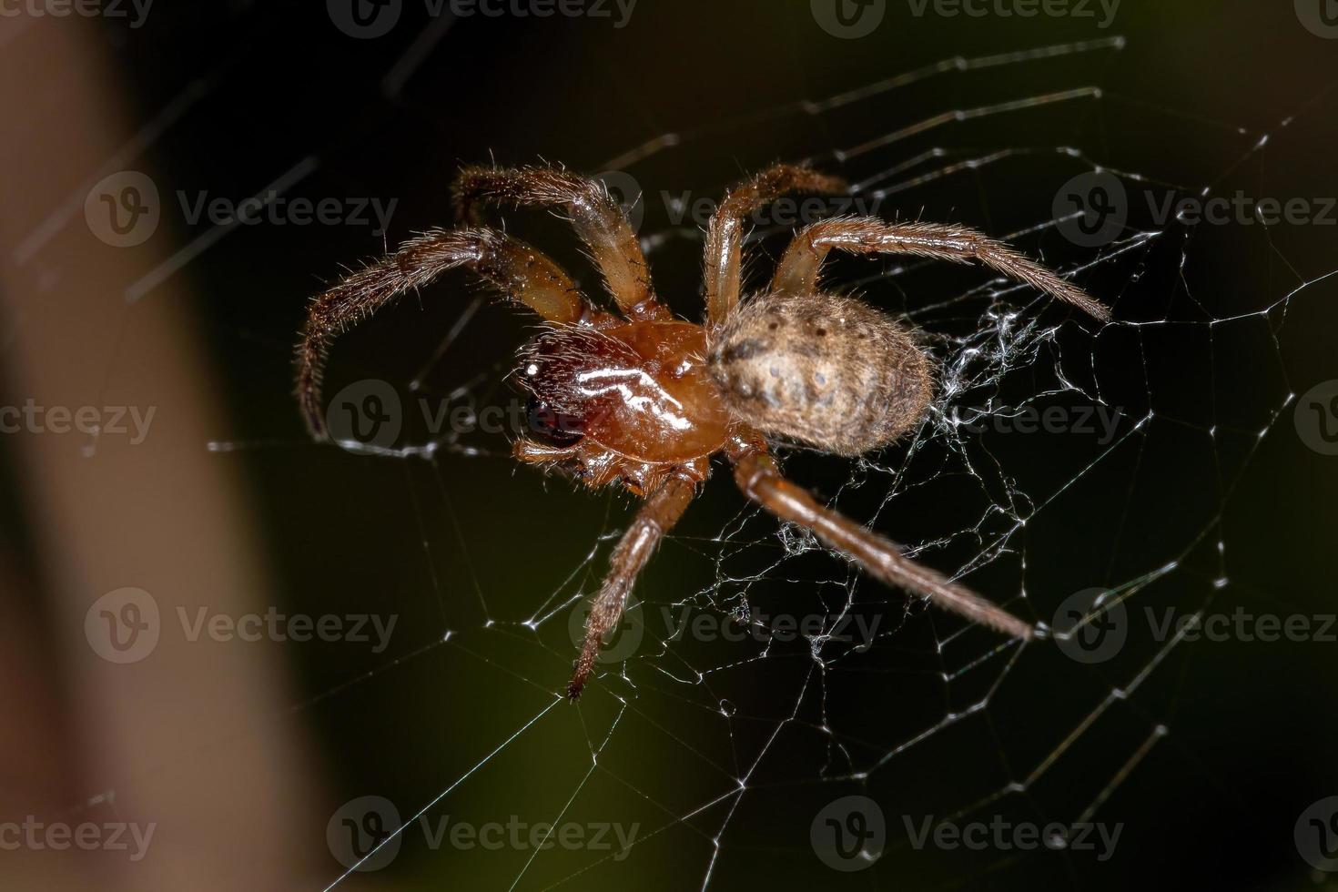 adulto clásico orbweaver foto