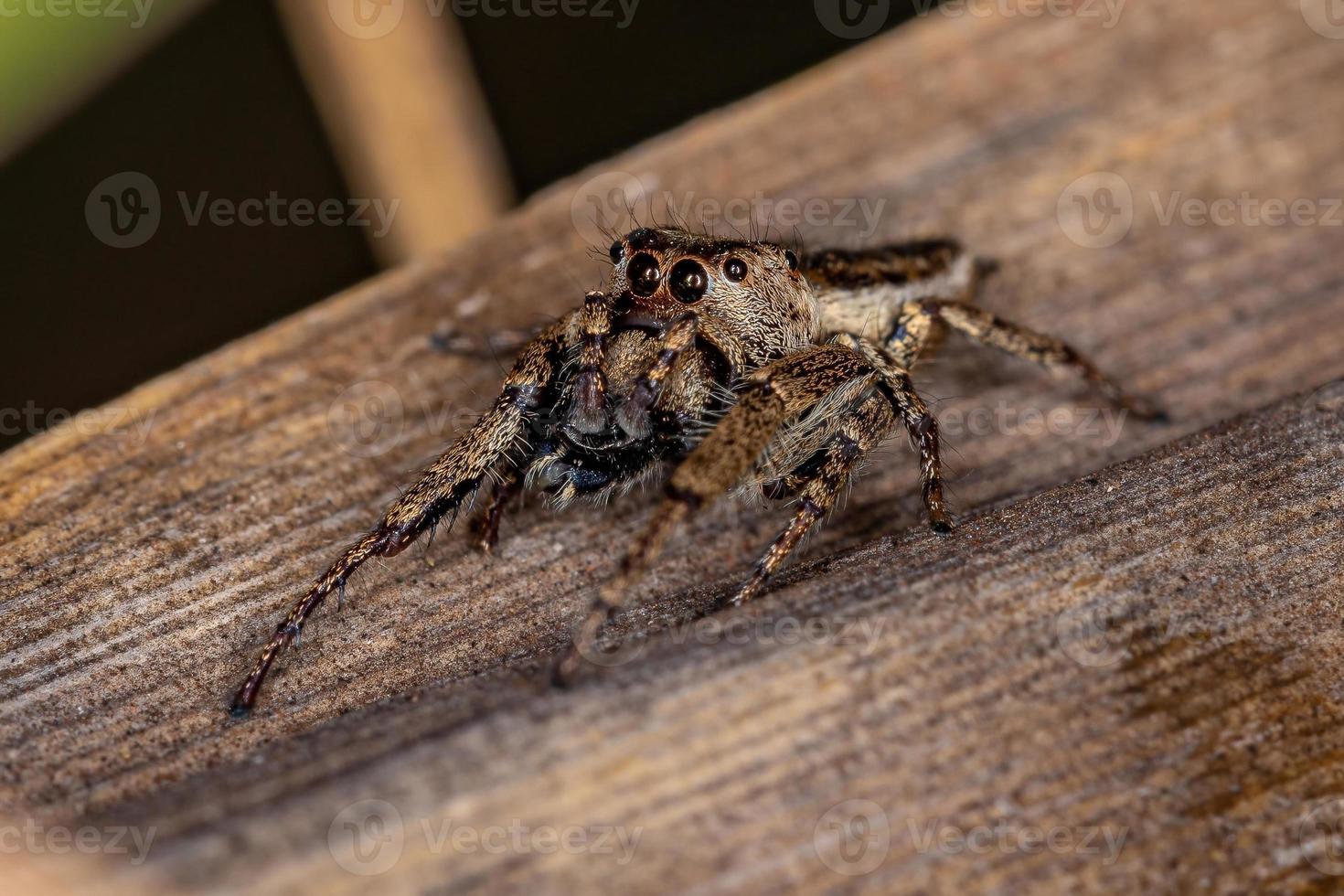 Araña saltadora macho adulto depredando un insecto foto