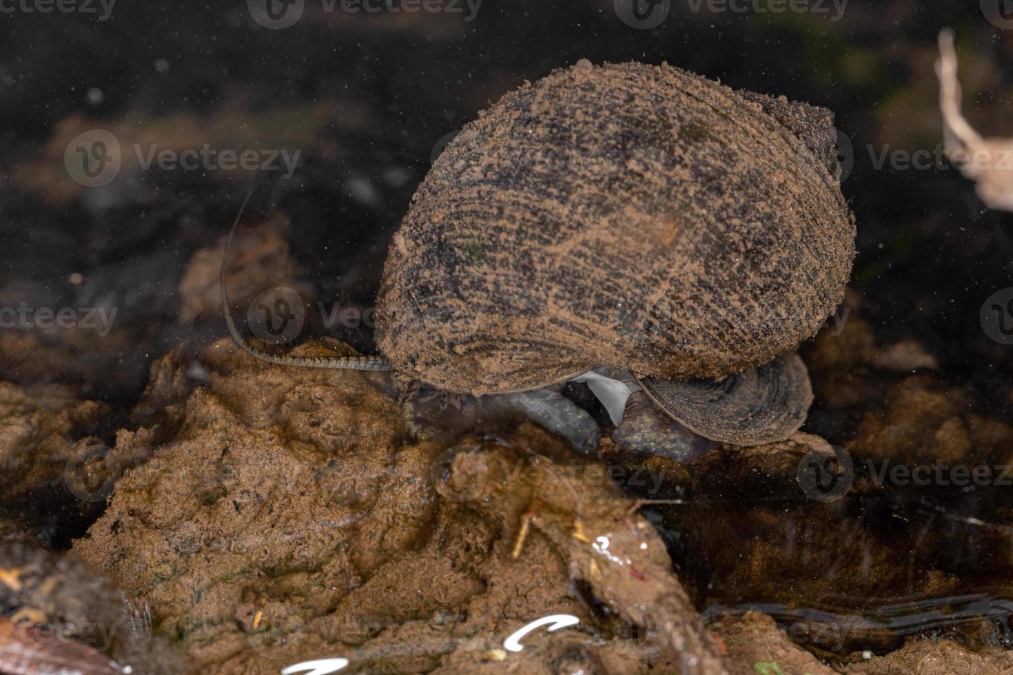 Adult Apple Snail photo