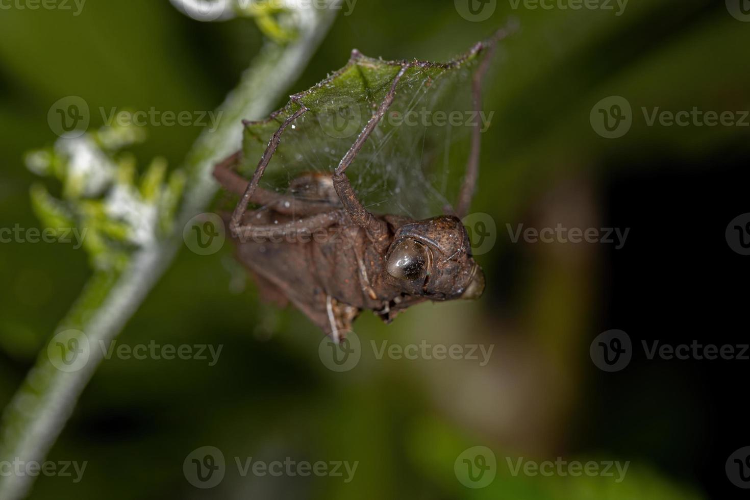 muda de insectos caballito del diablo foto