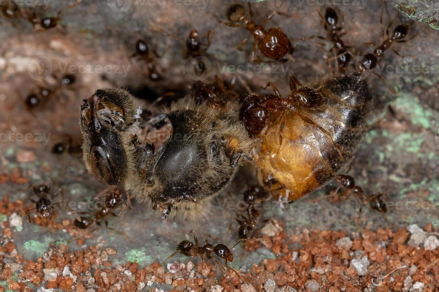 Big-headed Ants eating a Dead Western Honey Bee photo