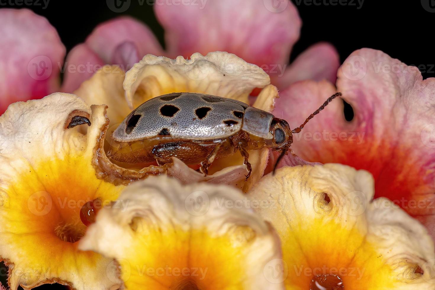 escarabajo pulga adulto foto