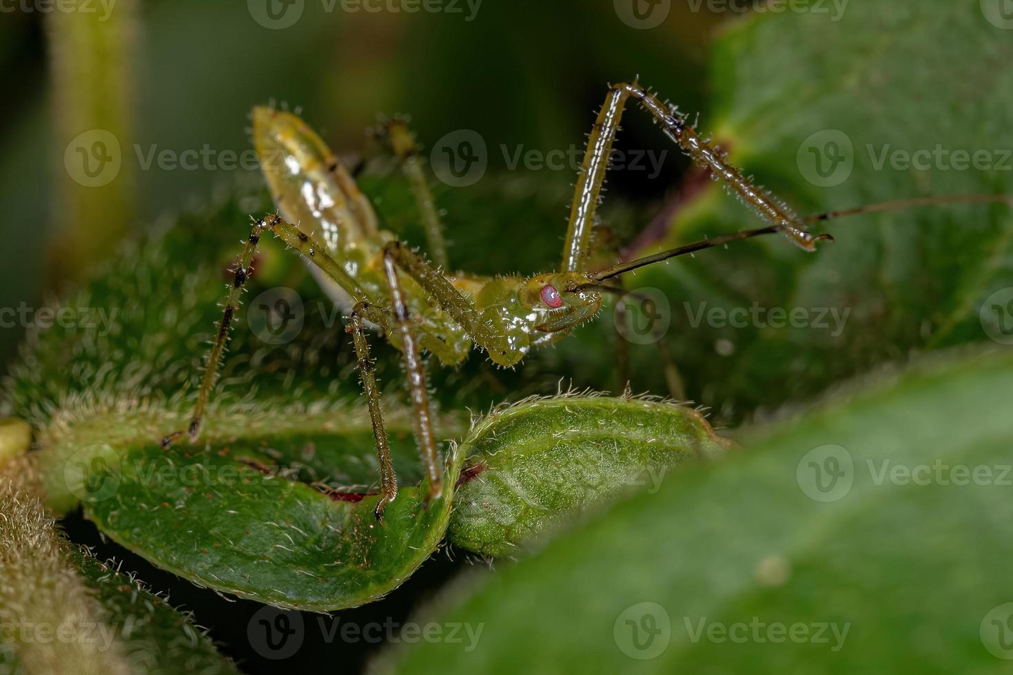 ninfa del insecto asesino foto