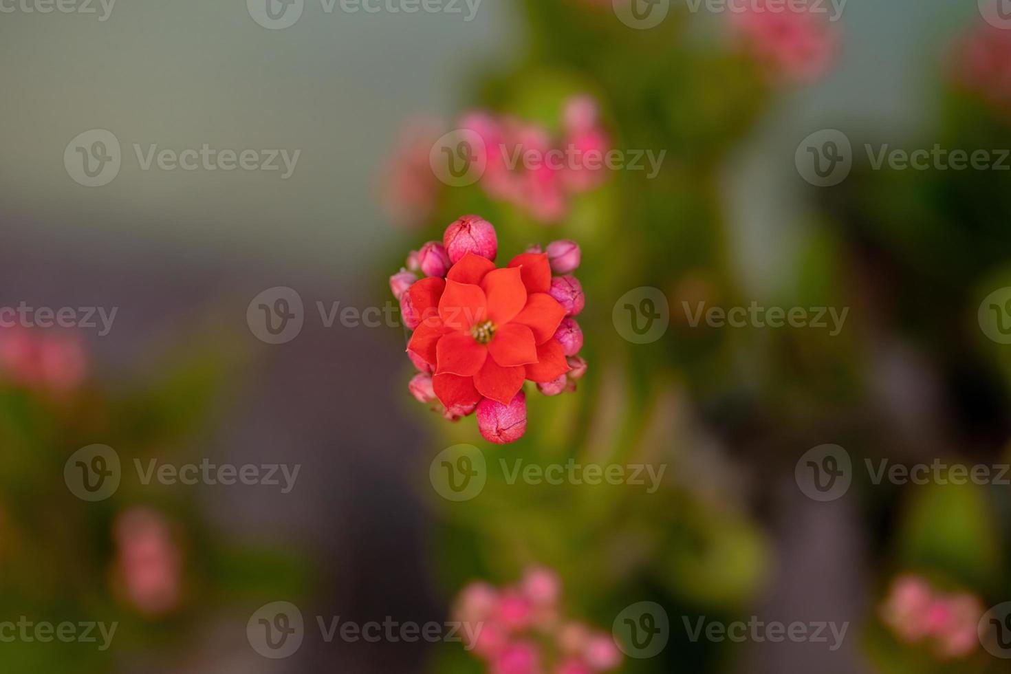 flor roja katy llameante foto