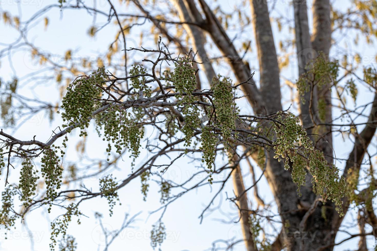 Urunday Tree with fruits photo