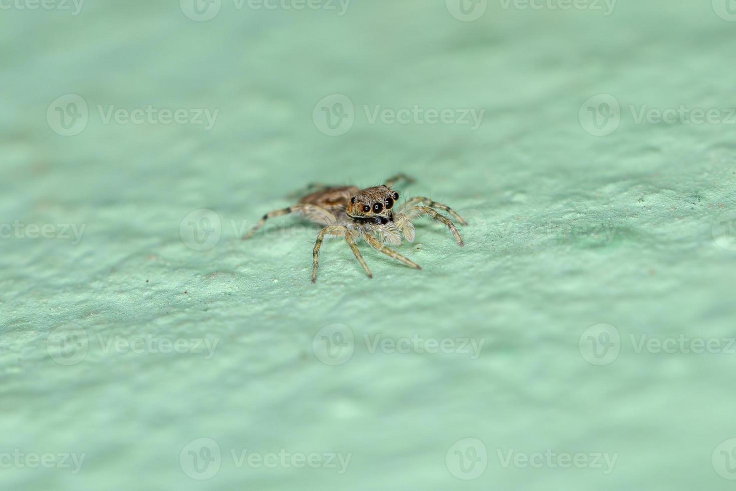 pequeña araña saltadora de pared gris foto